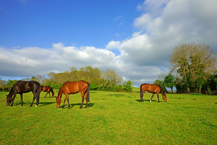 Understanding the difference between agricultural use and equestrian use and how to document a grazing arrangement.