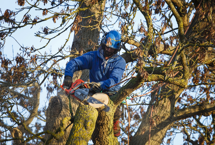 What is a Tree Preservation Order?