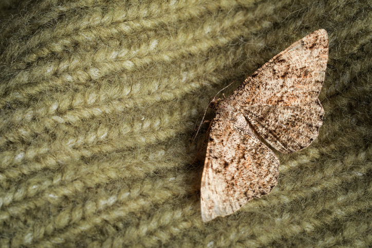 Sellers should Beware of Moths!